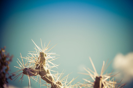 A close up of a cactus plant with the background full of other plants, but blurred out.の写真素材