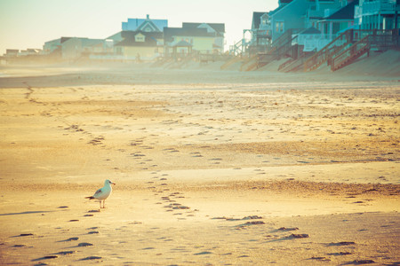 A lone seagull standing on the sand of a beach in front of beach homes in the evening light.の写真素材