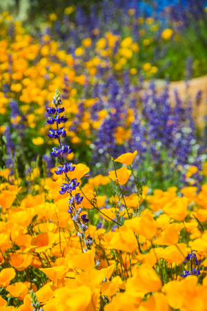 A close up of several California Poppies in full sunlight in a natural setting.の写真素材