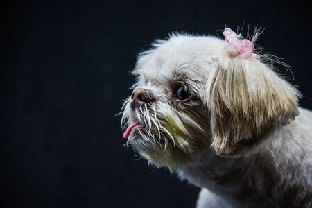A small white Shih Tzu sitting in front of a black background Looking at the world around her.の写真素材