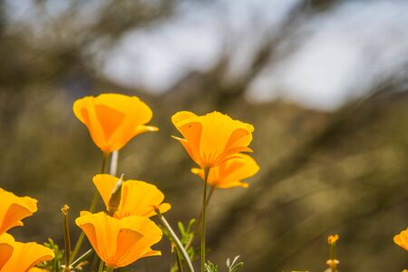 A close up of several California Poppies in full sunlight in a natural setting.の写真素材