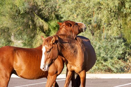 A pair of wild horses from the Salt River herd in Tonto Nation Forest standing together.