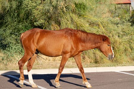 A wild horse from the Salt River herd walking through a parking lot.の写真素材