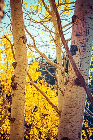 Closeup of the golden yellow leaves of aspen trees tree during fall with sunlight passing through them.の写真素材
