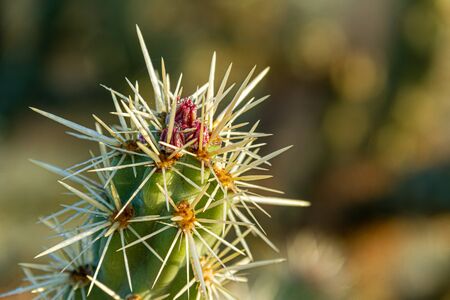 Detail of morning dew on a budding flower bud on a staghorn cactus in the Sonoran Desert of Arizona.