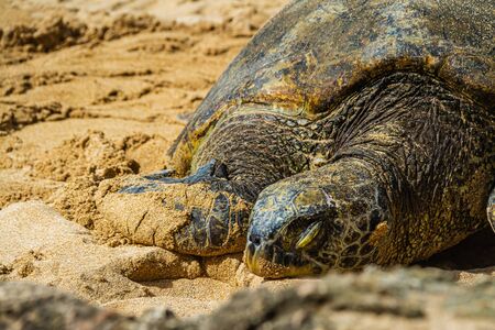 A close up of a Hawaiian Green sea turtle lounging in the sand on Laniakea Beach.の写真素材
