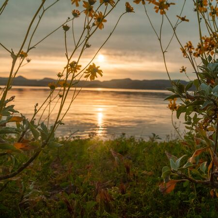 Brittlebush framing a sunrise over a lake with focus on the flowers at Lake Pleasant in Arizona.の写真素材