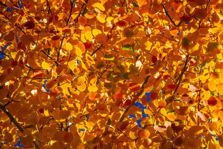Detail of colorful fall leaves with sunlight shining through them.の写真素材