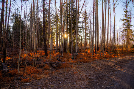 Looking through a late fall stand of aspen trees with the sun centered in the middle of the image,...