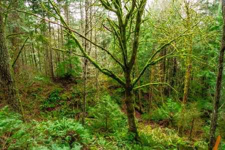 A tree standing in a forest, covered by moss on a rainy day.