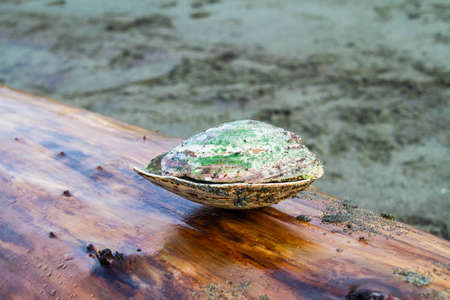 A clam shell covered in algae sitting on a piece of driftwood in the rain.の写真素材