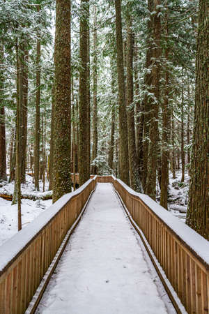 A snow covered boardwalk through a forest providing leading lines to draw the viewer into the image.の写真素材