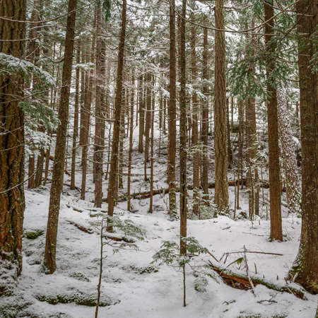 A pine forest covered in the fresh snow of winter with plenty of vertical linesの写真素材