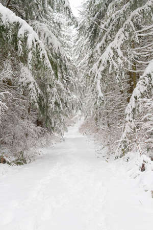 A snow covered trail through a winter wonderland forest with heave snow.