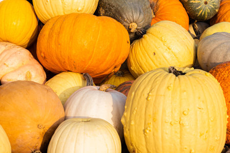 A group of a variety of pumpkins groups together in an autumn display in natural light.