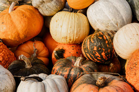A group of a variety of pumpkins groups together in an autumn display in natural light.