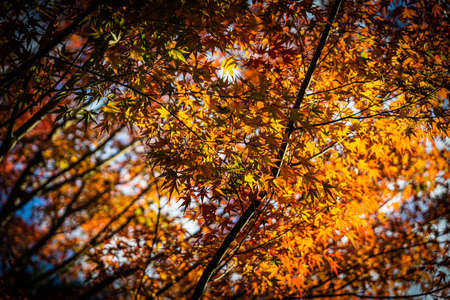 Trees full of fall colors at Kodaiji Temple in Kyoto Japan in daylight.の写真素材