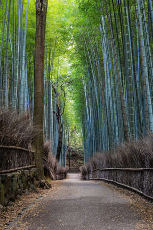 The Arashiyama Bamboo Forest in Kyoto, Japan in the early morning with a trail through the forest.