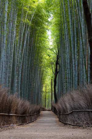 The Arashiyama Bamboo Forest in Kyoto, Japan in the early morning with a trail through the forest.の写真素材