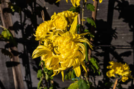 A yellow Chrysanthemum, the flower of Emperors, as they are know in Japan in front of a well weathers wooden building and framed window in afternoon sunlight.の写真素材