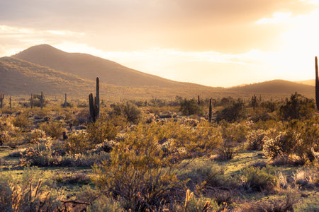 Sunset in the Sonoran Desert of Arizona with mountains and saguaro cacti and other desert...