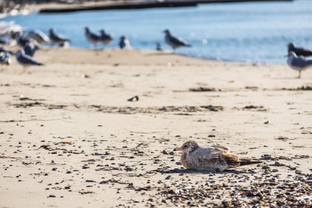 Seagulls on a beach in Michigan enjoying a late afternoon fall sun.の写真素材