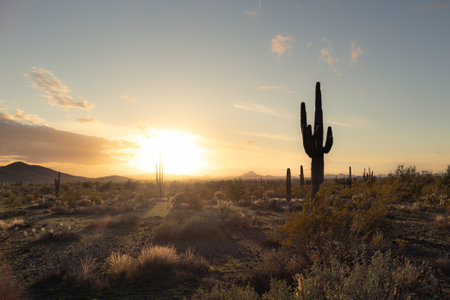 Sunset in the Sonoran Desert of Arizona with mountains and saguaro cacti and other desert vegetation.の写真素材