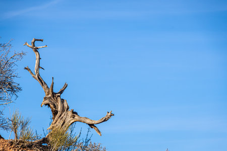 The remains of a very dry dead tree in the desert against a blue sky.の写真素材