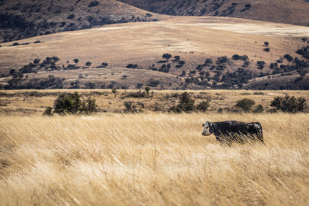 A cow in an arid pasture of high grass with a mountain in the distance in Arizona.の写真素材