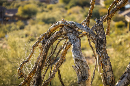 The curved trunk and branches of a dead tree are backlit and has a blurry background.の写真素材