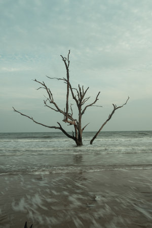 Twisted dead trees at Driftwood Beach in South Carolina under a dull, cloudy, evening sky.の写真素材