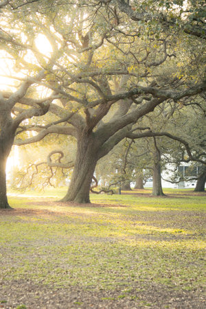 The branches of an old southern oak tree against the sky.の写真素材