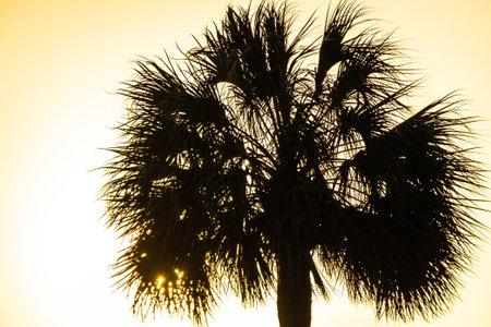 A palm tree in silhouette against a bright yellow sky at sunset.の写真素材