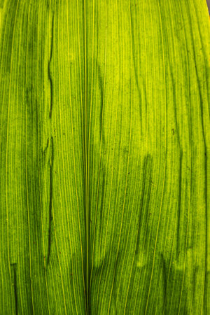 A close-up of large green leaf with the vein structure running vertically in the photo with the leaf...