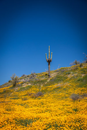 A saguaro cactus in a field of Mexican poppies on a bright sunny spring day with blue skies in Arizona.の写真素材