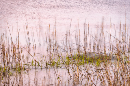 Long exposure of sea grass gentle swaying in the waves with the colors of evening reflecting in the waves on the surface.の写真素材