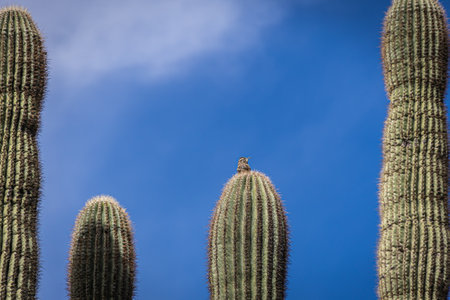 A sparrow on top of a saguaro cactus in the desert of Arizona.の写真素材