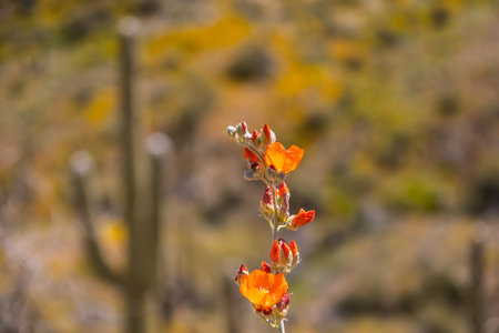 Munroâs orange globe mallow (Sphaeralcea munroana), also known as Munro's Globemallow with a blurred saguaro cactus in the background in direct sunlight.の写真素材