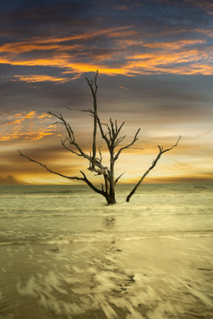 Surreal twisted dead trees at Driftwood Beach in South Carolina under a vibrate evening sky.の写真素材