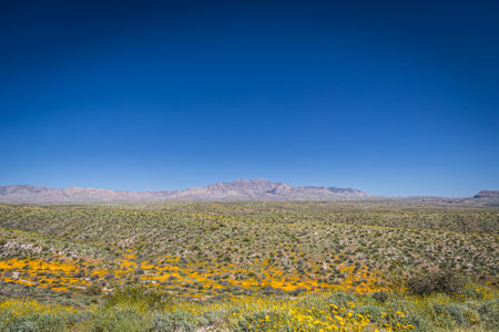 The four peaks mountain in Arizona with a valley full of yellow and orange Mexican poppies under clear blue sky on a sunny day.の写真素材