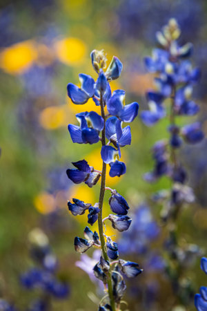 Blue Arizona Lupines (Lupinus Arizonicus) blooming in a green field on a sunny spring day.の写真素材