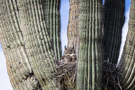 A great horned owl sitting in her nest in a saguaro cactus in Arizona under a blue sky.の写真素材