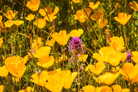 Purple flowers in focused against a background of blurred yellow and orange Mexican poppies in direct sunlight.の写真素材