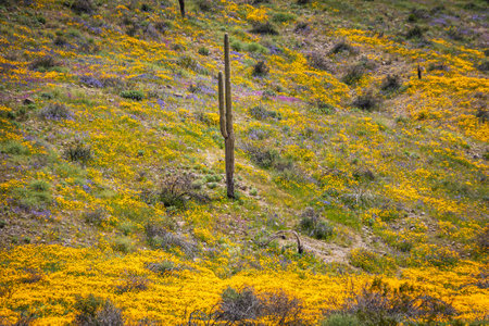 A saguaro cactus in a field of Mexican poppies on a bright sunny spring day in Arizona.の写真素材
