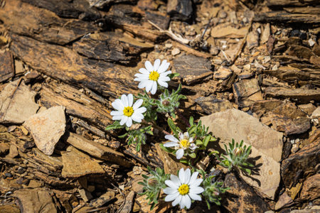 White wildflowers growing in the dry desert rocks of Arizona in sunlight.の写真素材