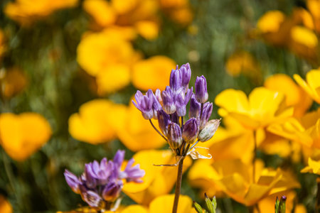 Purple flowers in focused against a background of blurred yellow and orange Mexican poppies in...