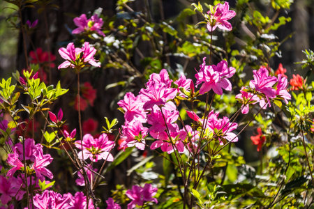 Bright pink blooming Gable Azalea Rhododendron flowers glowing from the direct sunlight passing through them on a background of blurred green vegetation.の写真素材