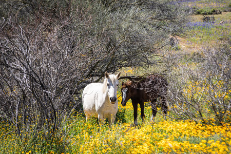 A wild white mustang horse in a field on a spring day in Arizona.の写真素材
