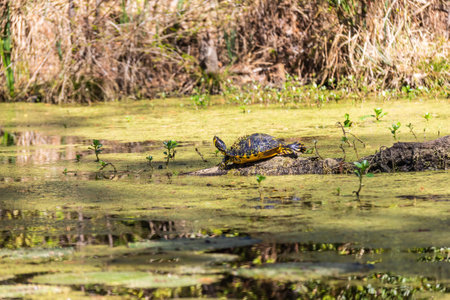 A Yellow Belly Slider Turtle sunning itself on a log in a South Carolina swamp with plants poking out of the water in daylight.の写真素材