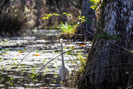 An Eastern Great Egret standing in a South Carolina swamp, in contrast with the woodland tones behind it.の写真素材